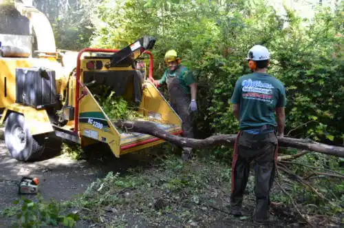 tree services Bay View Gardens